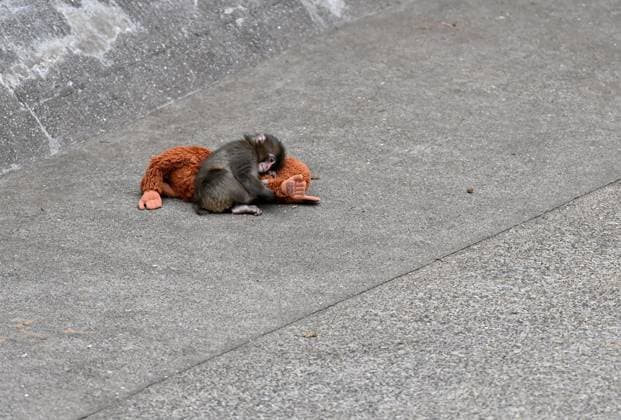 Baby monkey named Punch finds comfort with a stuffed animal CHIBA, JAPAN - FEBRUARY 20 : Baby monkey named Punch is seen with a stuffed animal at a zoo on February 20, 2026, in north of Tokyo, Chiba Prefecture, Japan. Abandoned by his mother at birth, the monkey found comfort with a stuffed animal. David Mareuil Anadolu Chiba Japan. Editorial use only. Please get in touch for any other usage.  Copyright: x2026xAnadoluxDavidxMareuilx
