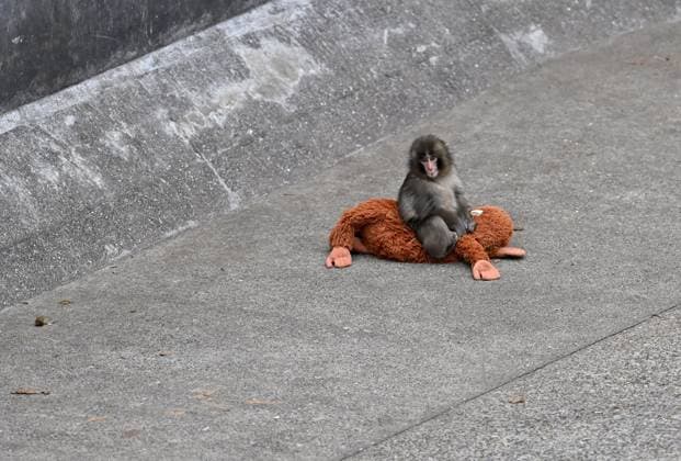 Baby monkey named Punch finds comfort with a stuffed animal CHIBA, JAPAN - FEBRUARY 20 : Baby monkey named Punch is seen with a stuffed animal at a zoo on February 20, 2026, in north of Tokyo, Chiba Prefecture, Japan. Abandoned by his mother at birth, the monkey found comfort with a stuffed animal. David Mareuil Anadolu Chiba Japan. Editorial use only. Please get in touch for any other usage.  Copyright: x2026xAnadoluxDavidxMareuilx