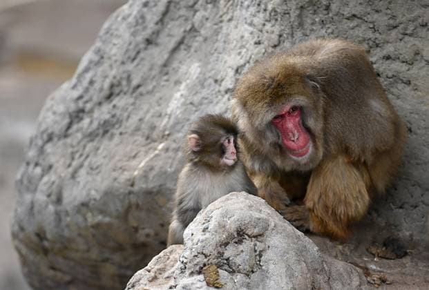 Baby monkey named Punch finds comfort with a stuffed animal CHIBA, JAPAN - FEBRUARY 20 : Baby monkey named Punch is seen with its mother at a zoo on February 20, 2026, in north of Tokyo, Chiba Prefecture, Japan. The baby monkey who had been abandoned by his mother and had found comfort in a stuffed animal seems to be finding some comfort with its mother. David Mareuil Anadolu Chiba Japan. Editorial use only. Please get in touch for any other usage.  Copyright: x2026xAnadoluxDavidxMareuilx
