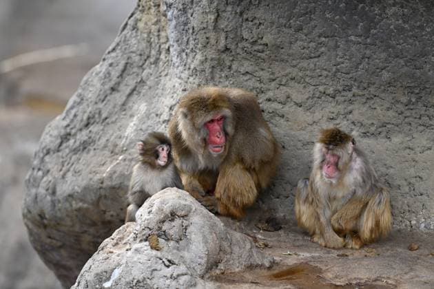 Baby monkey named Punch finds comfort with a stuffed animal CHIBA, JAPAN - FEBRUARY 20 : Baby monkey named Punch is seen with its mother at a zoo on February 20, 2026, in north of Tokyo, Chiba Prefecture, Japan. The baby monkey who had been abandoned by his mother and had found comfort in a stuffed animal seems to be finding some comfort with its mother. David Mareuil Anadolu Chiba Japan. Editorial use only. Please get in touch for any other usage.  Copyright: x2026xAnadoluxDavidxMareuilx