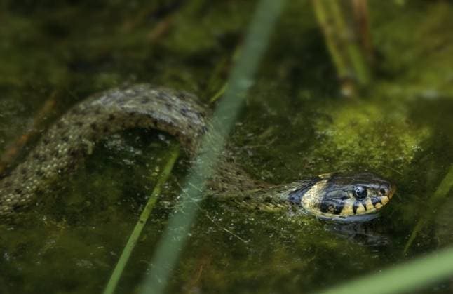 Ringelnatter Natrix natrix Grass snake Natrix natrix Copyright: imageBROKER Falke ibxiqx16312792.jpg