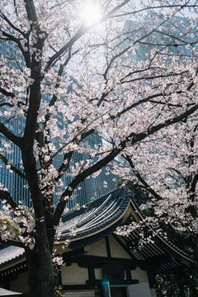 Cherry blossom tree with morning sunlight over old roof and city Tokyo, Tokyo, Japan CR_NMDM26022245-1970743-01