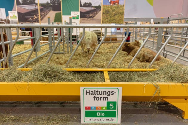 BERLIN, GERMANY, January 16th 2026: Photo of Cattle are seen inside a yellow metal feeding rack filled with hay at the Internationale Grüne Woche Trade Fair in Berlin Germany showcasing animal welfare standards The display features a sign indicating the Haltungsform housing form and Bio organic standards. (License=RM)  Copyright: xZoonar.com RobertxKneschkex 24701762