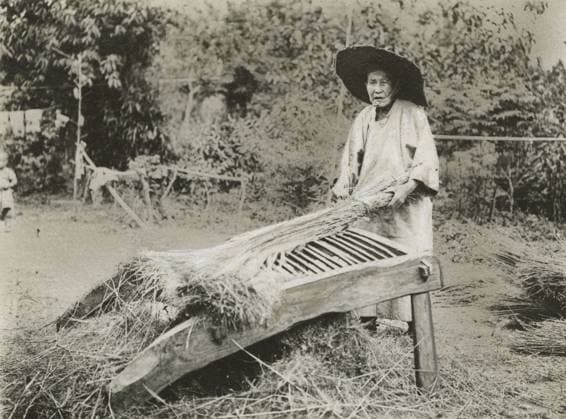 RECORD DATE NOT STATED Rice processing in China. 1900 Rice processing in China. 1900 Copyright: 1068_05_IT-MI0332_TCI-5366205-01