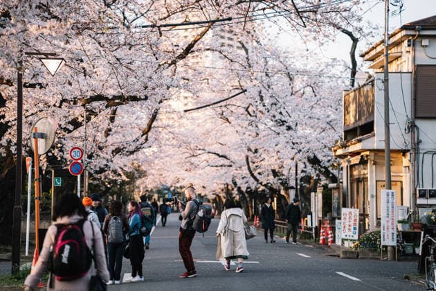 People walking under cherry blossom trees in Tokyo city spring Tokyo, Tokyo, Japan R_NMDM260222D-1971819-01 EDITORIAL USE ONLY