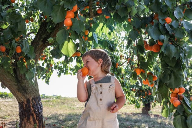 Child eating apricot in orchard during summer harvest outdoors model released, Symbolfoto, Mainz RLP Germanz ALPF00035