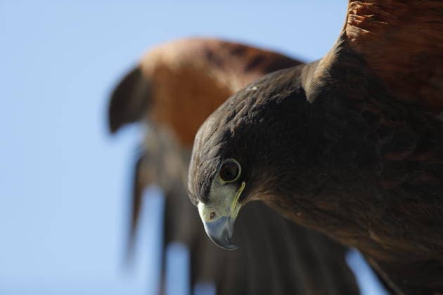 Commemoration ceremony for Mexican Flag Day in Zapopan ZAPOPAN, MEXICO - FEBRUARY 24: view of an eagle during the Mexican Flag Day commemoration ceremony, in the 15 Military Zone, in Zapopan, Jalisco, Mexico, on February 24, 2026. Stringer Anadolu Zapopan Mexico. Editorial use only. Please get in touch for any other usage.  Copyright: x2026xAnadoluxStringerx