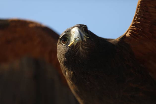 Commemoration ceremony for Mexican Flag Day in Zapopan ZAPOPAN, MEXICO - FEBRUARY 24: view of an eagle during the Mexican Flag Day commemoration ceremony, in the 15 Military Zone, in Zapopan, Jalisco, Mexico, on February 24, 2026. Stringer Anadolu Zapopan Mexico. Editorial use only. Please get in touch for any other usage.  Copyright: x2026xAnadoluxStringerx