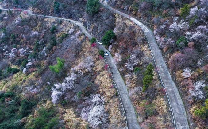 (260225) -- JIANDE, Feb. 25, 2026 -- An aerial drone photo taken on Feb. 25, 2026 shows a view of the wild cherry flowers at Sandu Town of Jiande City, east China s Zhejiang Province. Flowers of wild cherry trees which cover a large area in Sandu Town are in full bloom currently, attracting swarms of tourists. ) CHINA-ZHEJIANG-JIANDE-WILD CHERRY FLOWERS-TOURISM (CN) XuxYu 