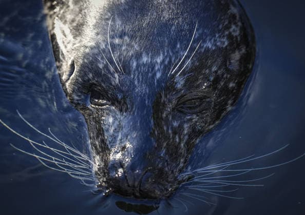 Scandinavia showcased at the world’s first open-air museum in Sweden STOCKHOLM, SWEDEN - FEBRUARY 16: A grey seal swims at Skansen Open-Air Museum, founded in 1891 on Djurgarden Island, which is a key destination for visitors interested in Swedish culture and history in Stockholm, Sweden, on February 16, 2026. As the world’s first modern open-air museum, Skansen showcases traditional buildings, crafts, and folk culture from Sweden’s past. The museum also offers a unique opportunity to observe local wildlife, including bears, wolves, reindeer, moose, seals, and various bird species, with harbor and grey seals among the highlights. Metin Aktas Anadolu Stockholm Sweden. Editorial use only. Please get in touch for any other usage.  Copyright: x2026xAnadoluxMetinxAktasx