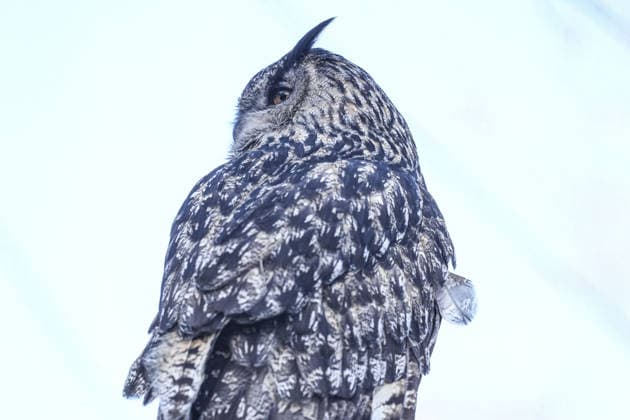 Scandinavia showcased at the world’s first open-air museum in Sweden STOCKHOLM, SWEDEN - FEBRUARY 16: An owl is seen at Skansen Open-Air Museum, founded in 1891 on Djurgarden Island, which is a key destination for visitors interested in Swedish culture and history in Stockholm, Sweden, on February 16, 2026. As the world’s first modern open-air museum, Skansen showcases traditional buildings, crafts, and folk culture from Sweden’s past. The museum also offers a unique opportunity to observe local wildlife, including bears, wolves, reindeer, elk, seals, and various bird species, with harbor and grey seals among the highlights. Metin Aktas Anadolu Stockholm Sweden. Editorial use only. Please get in touch for any other usage.  Copyright: x2026xAnadoluxMetinxAktasx