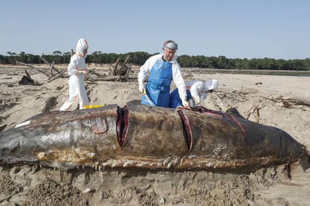 News Themen der Woche KW09 Echouage dune baleine à bec morte sur lIle dOléron PHOTOPQR SUD OUEST Jean Christophe Sounalet Saint Trojan les Bains 25 02 2026 le 25 02 2026 Dead beaked whale washed up on Maumusson beach in Saint Trojan on the Ile dOléron Analyses of the cetacean by PELAGIS scientists Dead beaked whale washed up on Maumusson beach on the Ile dOléron on February 25, 2026 Saint Trojan les Bains CHARENTE MARITIME France  Copyright: xPHOTOPQR SUDxOUEST MAXPPPxJean-ChristophexSounaletx 20260225SDO6387 20260225SDO6387