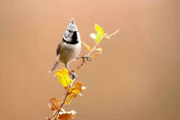 Crested tit perched on autumn oak branch A crested tit perched on a twig with autumnal oak leaves in the background. The scene captures the essence of a serene oak grove during fall, highlighting local fauna. Model Released DavidJerez_ID33793_1189852_020 Copyright: xDavidxJerezx RECORD DATE NOT STATED