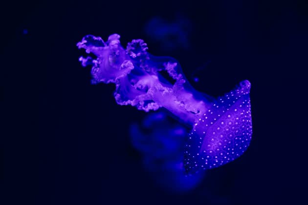 Glowing jellyfish in a deep blue aquarium setting A captivating jellyfish displays its luminescent beauty in a deep blue aquarium at the museum. The glowing tentacles and dome create a mesmerizing, ethereal scene. Model Released HannaYakimenko_ID32995_1123421_004 Copyright: xHannaxYakimenkox RECORD DATE NOT STATED