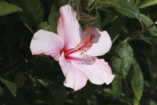Rosa Hibiskusblüten wachsen auf einem Baum in Cotacachi, Ecuador Pink hibiscus flowers growing on a tree in Cotacachi, Ecuador Copyright: imageBROKER RobertxHamm ibxiqx16020929.jpg