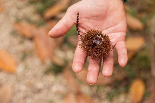 Hand holding chestnut with spiky husk in autumn forest A close-up image of a hand holding a spiky chestnut husk amidst a forest scene. Fallen leaves and earthy tones evoke the essence of autumn, capturing nature s beauty. Model Released M-aCreativeStudio_ID33170_1129394_012 Copyright: xMxAxCreativexStudiox RECORD DATE NOT STATED