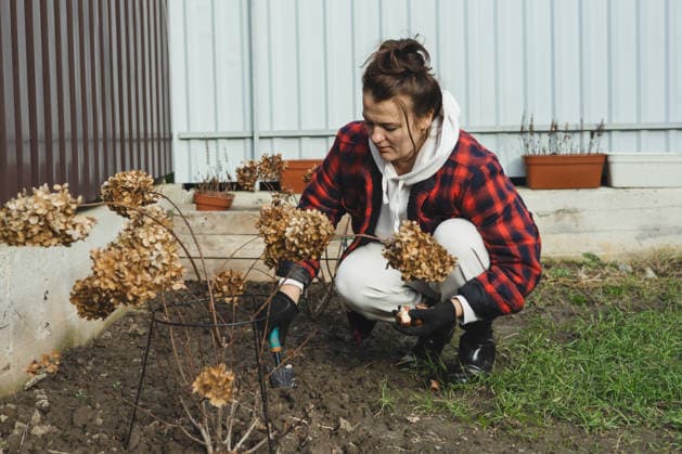 Woman gardening in backyard with potted plants A woman is tending to her garden in the backyard, surrounded by potted plants and using gardening tools. She appears focused and engaged in her gardening activities. Model Released Nastyaofly_ID33611_1170584_006 Copyright: xNastyaoflyx RECORD DATE NOT STATED
