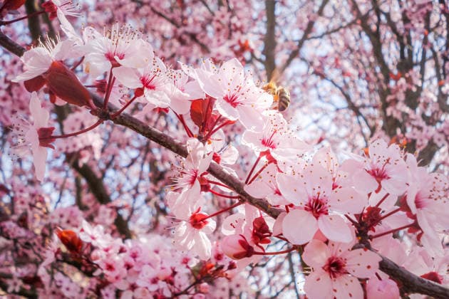 Cherry blossom flowers under a sunny spring sky Beautiful cherry blossoms in full bloom on a sunny spring day, capturing the essence of renewal and beauty. The delicate pink petals create a serene and picturesque scene. Model Released NicoescobarPhoto_ID33555_1167720_007 Copyright: xNicoescobarxPhotox RECORD DATE NOT STATED
