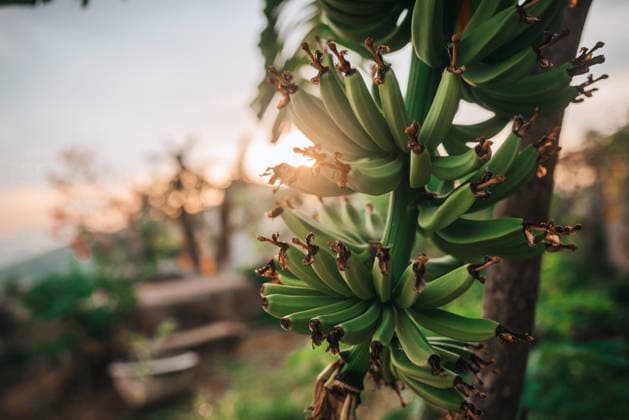 Sunlit bananas on a tree in Nha Trang, Vietnam A cluster of unripe bananas is captured with a beautiful sunlit background in a garden in Nha Trang, Khanh Hoa Province, Vietnam, showcasing nature s organic beauty. Model Released VilshanskyiBohdan_ID32851_1118470_040 Copyright: xVilshanskyixBohdanx RECORD DATE NOT STATED