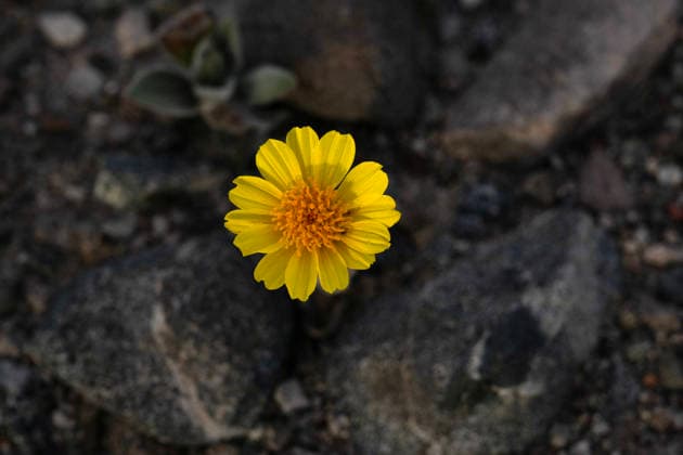 Creative Highlights World Feb. 27, 2026 - Death Valley National Park, California, U.S. - A desert sunflower or desert gold (Geraea canescens) flower blooms up from the desert landscape inside Death Valley National Park on February 27, 2026. According to park officials, Death Valley is experiencing an above-average bloom year with current displays marking the park s strongest floral showing since the 2016 superbloom. Death Valley National Park USA - ZUMAbk3_ 20260227_zaf_bk3_026 Copyright: xDavidxBeckerx