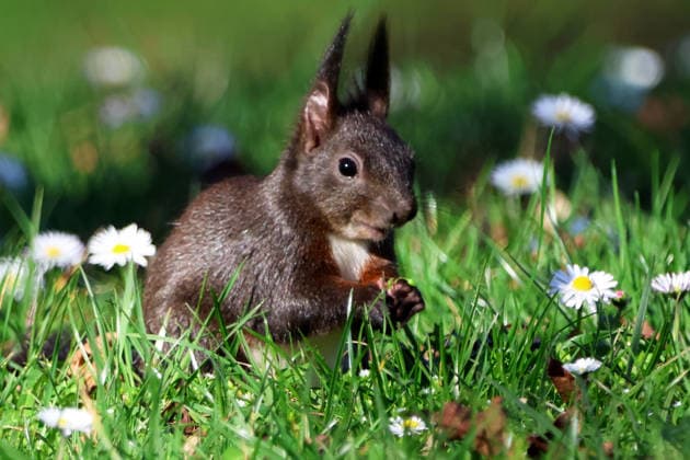 01.03.2026 xsvx, News Wildlife Reise, Ettlingen, emwirt Eichhörnchen (Sciurus vulgaris) auf einer Wiese Ettlingen *** 01 03 2026 xsvx, News Wildlife trip, Ettlingen, emwirt Squirrel Sciurus vulgaris on a meadow Ettlingen