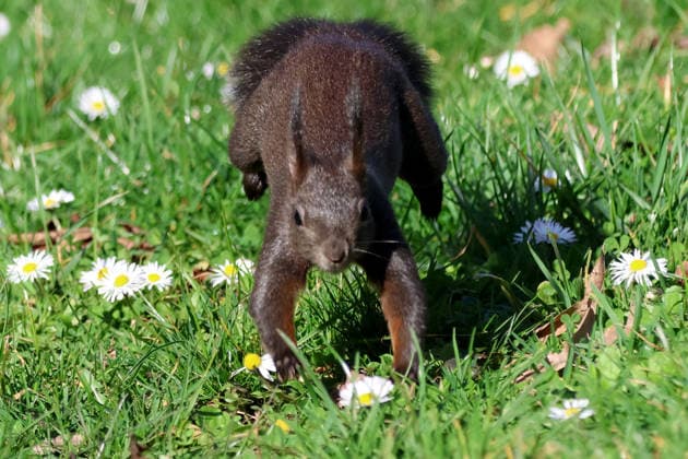01.03.2026 xsvx, News Wildlife Reise, Ettlingen, emwirt Eichhörnchen (Sciurus vulgaris) auf einer Wiese Ettlingen *** 01 03 2026 xsvx, News Wildlife trip, Ettlingen, emwirt Squirrel Sciurus vulgaris on a meadow Ettlingen