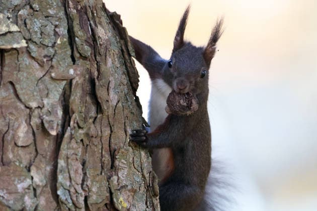 01.03.2026 xsvx, News Wildlife Reise, Ettlingen, emwirt Eichhörnchen (Sciurus vulgaris) Ettlingen *** 01 03 2026 xsvx, News Wildlife trip, Ettlingen, emwirt squirrel Sciurus vulgaris Ettlingen
