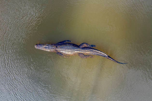 Creative Highlights World An American Alligator in Mobile Bay Daphne, Alabama, United States CR_CIRF260226A-1974807-01