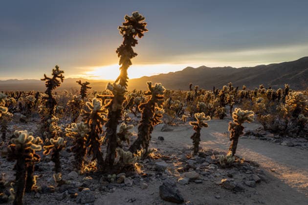 Creative Highlights World Cholla Cactus in Joshua Tree National Park Joshua Tree, California, United States CR_NCJL26030167-1976168-01