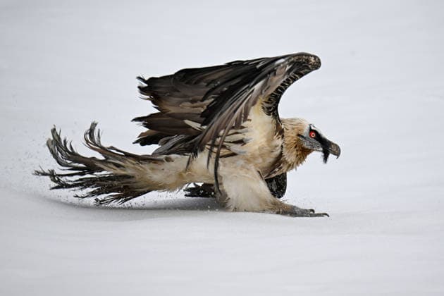 Creative Highlights World Wildlife Protection and Rehabilitation Center in Turkiye s Van treat wounded wild animals VAN, TURKIYE - FEBRUARY 11: A view of bearded vulture in Van, Turkiye on February 11, 2026. Birds of prey injured due to various causes in the Lake Van Basin are treated and rehabilitated at the Van Yuzuncu Yil University Wildlife Protection and Rehabilitation Center and later released back into their natural habitats. Ozkan Bilgin Anadolu Van Turkey. Editorial use only. Please get in touch for any other usage.  Copyright: x2026xAnadoluxOzkanxBilginx