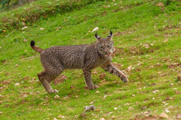 Catalina García and José Carlos Gómez Villamandos released two Iberian lynx in the farm La Matallana in Lora del Río Seville Images of the lynx released today in the farm La Matallana On March 2, 2026 in Lora del Río, Seville Andalusia, Spain The Minister of Sustainability and Environment, Catalina García, together with the Minister of University, Research and Innovation, José Carlos Gómez Villamandos, participated in the release of two specimens of Iberian lynx in the public farm La Matallana, in Lora del Río Seville The event was also attended by the local mayor, Antonio Enamorado, and is part of the conservation and reintroduction program of this emblematic species in Andalusia, which continues to progress successfully in 2026 02 MARCH  Copyright: xFranciscoxJ.xOlmox 7332522