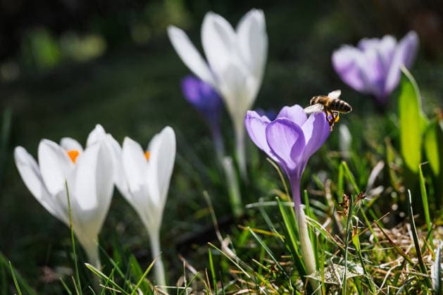 Frühlingserwachen im Norden Deutschlands Oldenburg, Deutschland, 03.03.2026: Eine Honigbiene fliegt eine violette Krokusblüte an. Die Aufnahme steht symbolisch für das Erwachen der Natur im Frühling, die Rolle von Insekten bei der Bestäubung sowie den Start der Vegetationsperiode. *** Spring awakening in northern Germany Oldenburg, Germany, 03 03 2026 A honeybee flies to a purple crocus flower The photo symbolizes the awakening of nature in spring, the role of insects in pollination and the start of the growing season