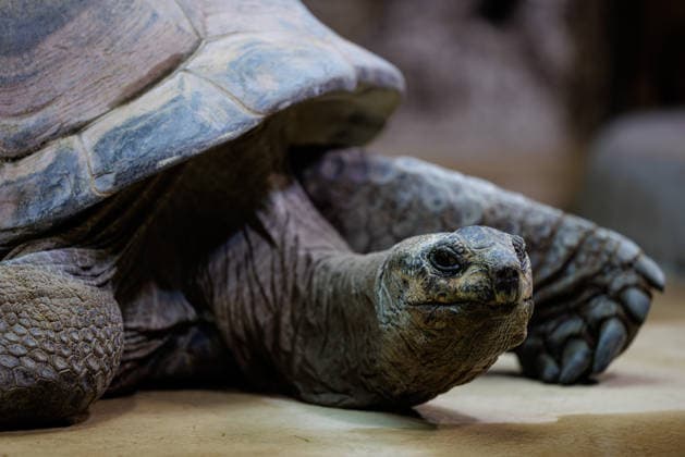 Zoo Osnabrück - Eine Seychellen-Riesenschildkröte (lat. Aldabrachelys gigantea) ist am 03.03.2026 in ihrem Gehege im Tetra-Aquarium im Zoo Osnabrück (Niedersachsen, Deutschland) aktiv. Der Tierpark am Schölerberg hat in den vergangenen zwei Jahrzehnten fast seine gesamte Fläche von rund 23,5 Hektar grundlegend umgestaltet, um eine naturnahe Haltung in großräumigen, geografisch gegliederten Themenwelten zu ermöglichen, auch wenn die Haltung von Wildtieren in Zoos gesellschaftlich weiterhin kritisch und berechtigt diskutiert wird. *** Zoo Osnabrück a Seychelles Giant turtle LAT Aldabrachelys gigantea is on 03 03 2026 in their Enclosure at Tetra Aquarium at Zoo Osnabrück Lower Saxony, Germany active the Animal park on Schölerberg has