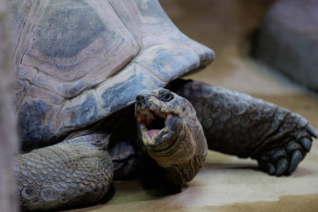 Zoo Osnabrück - Eine Seychellen-Riesenschildkröte (lat. Aldabrachelys gigantea) ist am 03.03.2026 in ihrem Gehege im Tetra-Aquarium im Zoo Osnabrück (Niedersachsen, Deutschland) aktiv. Der Tierpark am Schölerberg hat in den vergangenen zwei Jahrzehnten fast seine gesamte Fläche von rund 23,5 Hektar grundlegend umgestaltet, um eine naturnahe Haltung in großräumigen, geografisch gegliederten Themenwelten zu ermöglichen, auch wenn die Haltung von Wildtieren in Zoos gesellschaftlich weiterhin kritisch und berechtigt diskutiert wird. *** Zoo Osnabrück a Seychelles Giant turtle LAT Aldabrachelys gigantea is on 03 03 2026 in their Enclosure at Tetra Aquarium at Zoo Osnabrück Lower Saxony, Germany active the Animal park on Schölerberg has