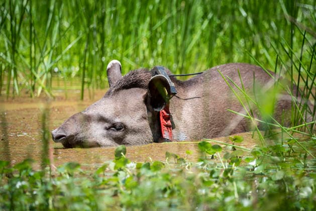 Big grey Tapir (Tapirus Terrestris) with GPS collar in green lake Guapiaçu, RJ, Brazil R_GNUJ201122B-557813-01