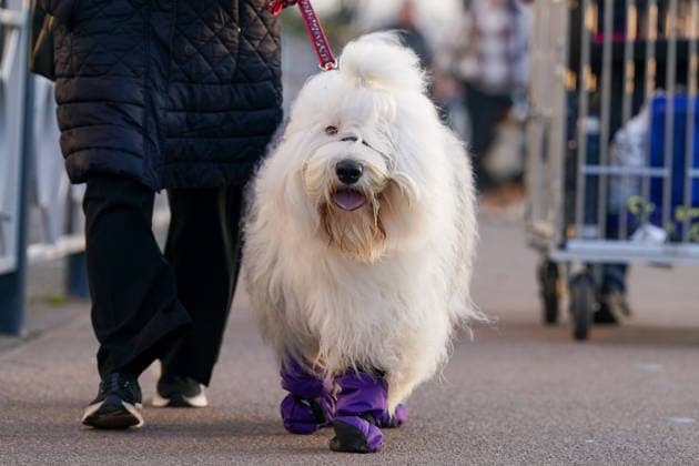 March 5, 2026, Birmingham, West Midlands, UK: Birmingham, UK. Dogs and their owners arrive on the first day of the Crufts at Birmingham s National Exhibition Centre. Crufts dog show is a 4-day event and will be held from March 5 to March 8 at Birmingham s National Exhibition Centre (NEC) Birmingham UK  - ZUMAl94_ 20260305_zaf_l94_006 Copyright: xIoannisxAlexopoulosx