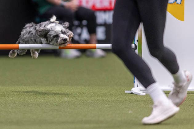 March 5, 2026, Birmingham, West Midlands, UK: Birmingham, UK. A dog jumps through an obstacle as it takes part in an agility competition at the NEC Birmingham venue during the annual Crufts Dog Show. The event, which has been running since 1891, is considered to be the largest show of it s kind in the world. Birmingham UK  - ZUMAl94_ 20260305_zaf_l94_019 Copyright: xMarcinxNowakx