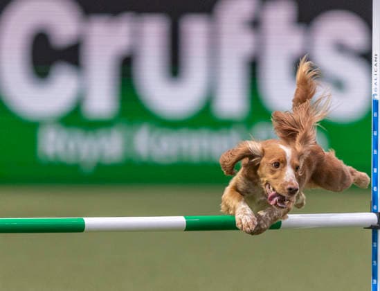 March 5, 2026, Birmingham, West Midlands, UK: Birmingham, UK. A retriever jumps through an obstacle as it takes part in an agility competition at the NEC Birmingham venue during the annual Crufts Dog Show. The event, which has been running since 1891, is considered to be the largest show of it s kind in the world. Birmingham UK  - ZUMAl94_ 20260305_zaf_l94_020 Copyright: xMarcinxNowakx