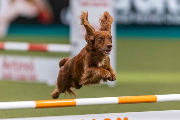 March 5, 2026, Birmingham, West Midlands, UK: Birmingham, UK. A retriever jumps through an obstacle as it takes part in an agility competition at the NEC Birmingham venue during the annual Crufts Dog Show. The event, which has been running since 1891, is considered to be the largest show of it s kind in the world. Birmingham UK  - ZUMAl94_ 20260305_zaf_l94_021 Copyright: xMarcinxNowakx
