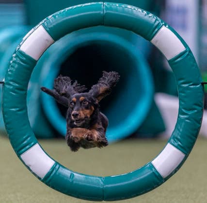 March 5, 2026, Birmingham, West Midlands, UK: Birmingham, UK. A spaniel jumps through an obstacle as it takes part in an agility competition at the NEC Birmingham venue during the annual Crufts Dog Show. The event, which has been running since 1891, is considered to be the largest show of it s kind in the world. Birmingham UK  - ZUMAl94_ 20260305_zaf_l94_024 Copyright: xMarcinxNowakx