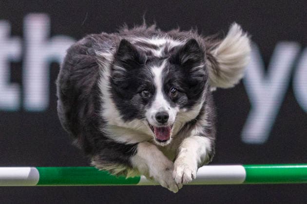 March 5, 2026, Birmingham, West Midlands, UK: Birmingham, UK. A collie jumps through an obstacle as it takes part in an agility competition at the NEC Birmingham venue during the annual Crufts Dog Show. The event, which has been running since 1891, is considered to be the largest show of it s kind in the world. Birmingham UK  - ZUMAl94_ 20260305_zaf_l94_030 Copyright: xMarcinxNowakx