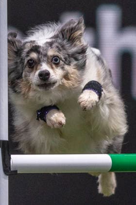 March 5, 2026, Birmingham, West Midlands, UK: Birmingham, UK. A miniature american shepherd jumps through an obstacle as it takes part in an agility competition at the NEC Birmingham venue during the annual Crufts Dog Show. The event, which has been running since 1891, is considered to be the largest show of it s kind in the world. Birmingham UK  - ZUMAl94_ 20260305_zaf_l94_031 Copyright: xMarcinxNowakx