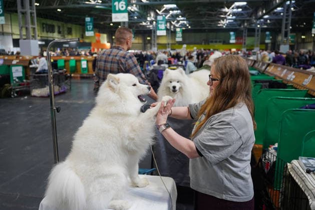 March 5, 2026, Birmingham, West Midlands, UK: Birmingham, UK. A woman high five with her dog on the first day of the Crufts at Birmingham s National Exhibition Centre. Crufts dog show is a 4-day event, held from March 5 to March 8 at Birmingham s National Exhibition Centre (NEC) Birmingham UK  - ZUMAl94_ 20260305_zaf_l94_045 Copyright: xIoannisxAlexopoulosx