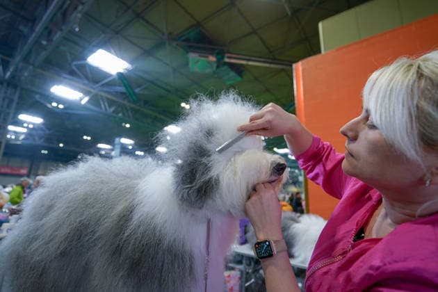 March 5, 2026, Birmingham, West Midlands, UK: Birmingham, UK. A woman grooms her dog on the first day of the Crufts at Birmingham s National Exhibition Centre. Crufts dog show is a 4-day event, held from March 5 to March 8 at Birmingham s National Exhibition Centre (NEC) Birmingham UK  - ZUMAl94_ 20260305_zaf_l94_037 Copyright: xIoannisxAlexopoulosx