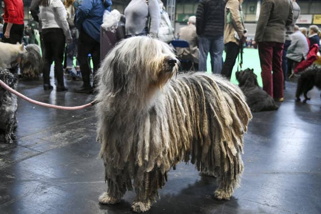 Visitors and dogs attending the Crufts 2026, 5th March, 2026, National Exhibition Centre, Birmingham, England Visitors and dogs attending the Crufts 2026, 5th March, 2026, National Exhibition Centre, Birmingham, England Featuring: Visitors and dogs Where: Birmingham, United Kingdom When: 05 Mar 2026 Credit: Anthony Stanley WENN Birmingham United Kingdom Copyright: xWENNx wenn41012965 ASC ZDSx wenn41012965