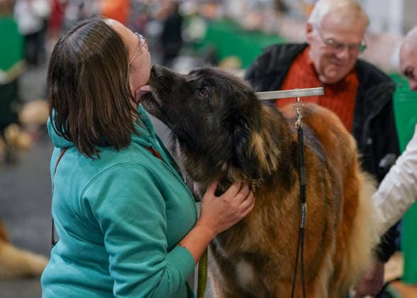 March 5, 2026, Birmingham, West Midlands, UK: Birmingham, UK. Dog owner being licked by her Leonberger on the first day of the Crufts at Birmingham s National Exhibition Centre. Crufts dog show is a 4-day event, held from March 5 to March 8 at Birmingham s National Exhibition Centre (NEC) Birmingham UK  - ZUMAl94_ 20260305_zaf_l94_052 Copyright: xIoannisxAlexopoulosx