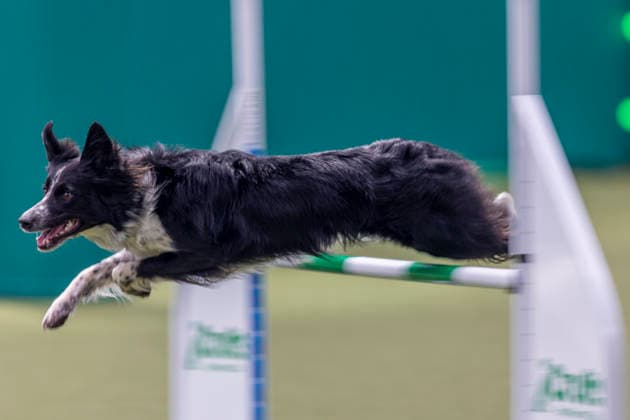 March 5, 2026, Birmingham, West Midlands, UK: Birmingham, UK. A collie jumps through an obstacle as it takes part in an agility competition at the NEC Birmingham venue during the annual Crufts Dog Show. The event, which has been running since 1891, is considered to be the largest show of it s kind in the world. Birmingham UK  - ZUMAl94_ 20260305_zaf_l94_066 Copyright: xMarcinxNowakx