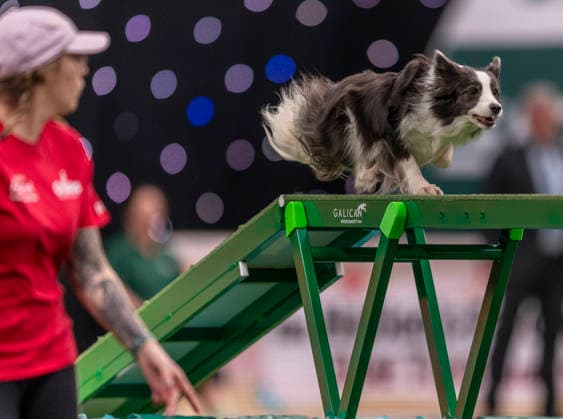 March 5, 2026, Birmingham, West Midlands, UK: Birmingham, UK. A collie runs through an obstacle as it takes part in an agility competition at the NEC Birmingham venue during the annual Crufts Dog Show. The event, which has been running since 1891, is considered to be the largest show of it s kind in the world. Birmingham UK  - ZUMAl94_ 20260305_zaf_l94_069 Copyright: xMarcinxNowakx