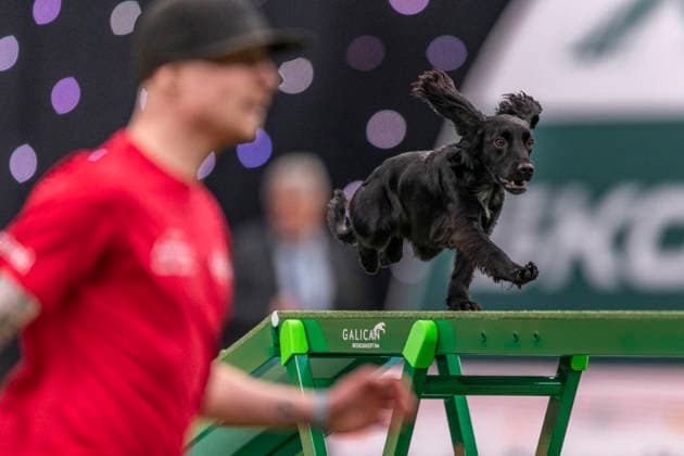March 5, 2026, Birmingham, West Midlands, UK: Birmingham, UK. A spaniel runs through an obstacle as it takes part in an agility competition at the NEC Birmingham venue during the annual Crufts Dog Show. The event, which has been running since 1891, is considered to be the largest show of it s kind in the world. Birmingham UK  - ZUMAl94_ 20260305_zaf_l94_070 Copyright: xMarcinxNowakx