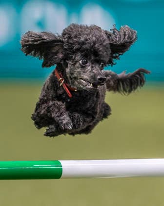 Entertainment Bilder des Tages March 5, 2026, Birmingham, West Midlands, UK: Birmingham, UK. A poodle jumps through an obstacle as it takes part in an agility competition at the NEC Birmingham venue during the annual Crufts Dog Show. The event, which has been running since 1891, is considered to be the largest show of its kind in the world. Birmingham UK  - ZUMAl94_ 20260305_zaf_l94_027 Copyright: xMarcinxNowakx